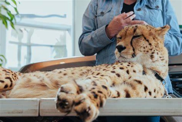 Are cheetahs friendly with humans?