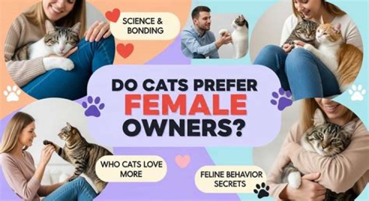 Do male cats prefer female owners?