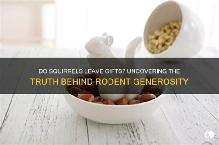 Do squirrels leave gifts?