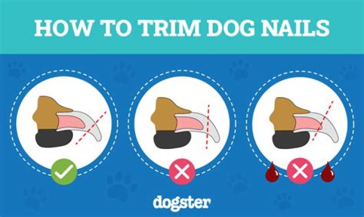 How do I dominate my dog?