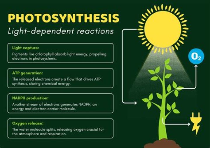 What is light energy in photosynthesis?