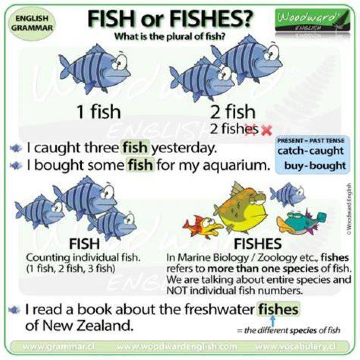 What is the plural of fish?