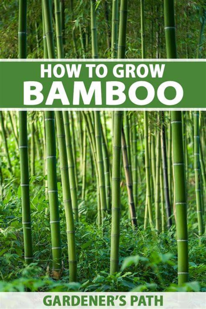 What is the quickest growing bamboo?