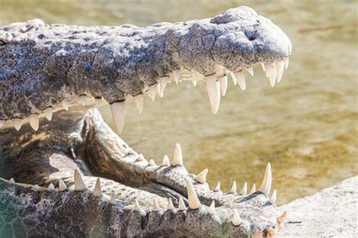 Which has a stronger bite alligator or crocodile?